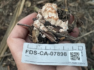  ( - FDS-CA-07898)  @11 [ ] by-nc (2024) Damon Tighe Fungal Diversity Survey
