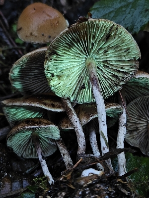  ( - FDS-CA-08040)  @11 [ ] by (2024) Mandy Hackney Fungal Diversity Survey