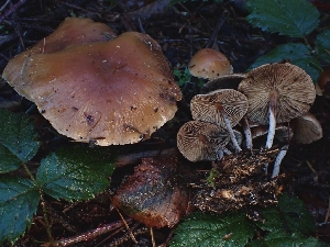  ( - FDS-CA-08040)  @11 [ ] by (2024) Mandy Hackney Fungal Diversity Survey