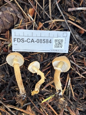  ( - FDS-CA-08584)  @11 [ ] by-nc (2024) Dean Lyons Fungal Diversity Survey