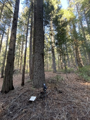  ( - FDS-CA-08583)  @11 [ ] by-nc (2024) Dean Lyons Fungal Diversity Survey