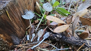  (Coprinopsis sp. lagopus-IN01 - FDS-CA-00455)  @11 [ ] by-nc (2024) Thea Chesney Fungal Diversity Survey