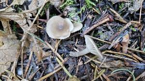  (Lyophyllum sp. CA04 - FDS-CA-00463)  @11 [ ] by-nc (2024) Thea Chesney Fungal Diversity Survey