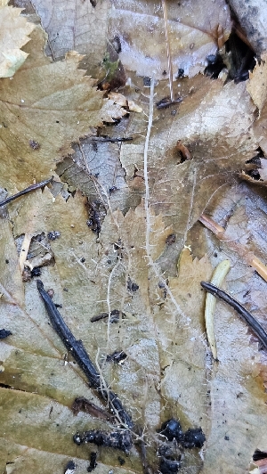  ( - FDS-CA-00462)  @11 [ ] by-nc (2024) Thea Chesney Fungal Diversity Survey