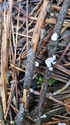  ( - FDS-CA-00460)  @11 [ ] by-nc (2024) Thea Chesney Fungal Diversity Survey