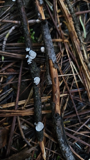  ( - FDS-CA-00460)  @11 [ ] by-nc (2024) Thea Chesney Fungal Diversity Survey