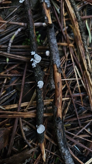  ( - FDS-CA-00460)  @11 [ ] by-nc (2024) Thea Chesney Fungal Diversity Survey