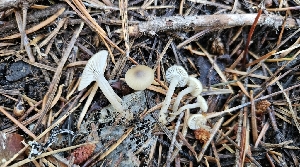  (Tephrocybe sp. CA03 - FDS-CA-00458)  @11 [ ] by-nc (2024) Thea Chesney Fungal Diversity Survey