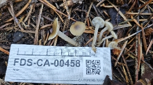  ( - FDS-CA-00458)  @11 [ ] by-nc (2024) Thea Chesney Fungal Diversity Survey