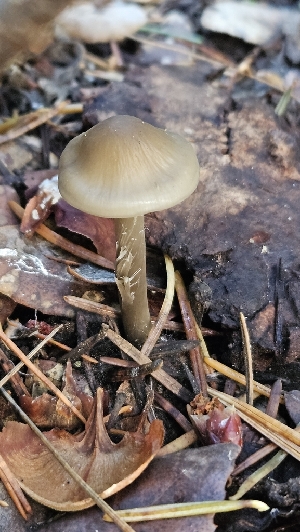  (Mycena sp. CA29 - FDS-CA-00453)  @11 [ ] by-nc (2024) Thea Chesney Fungal Diversity Survey