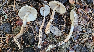  (Leucoagaricus sp. fuliginescens-PNW05 - FDS-CA-00450)  @11 [ ] by-nc (2024) Thea Chesney Fungal Diversity Survey