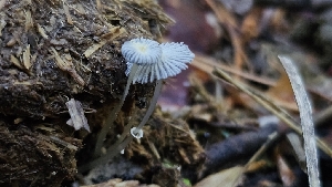  (Narcissea sp. cordispora-CA01 - FDS-CA-00449)  @11 [ ] by-nc (2024) Thea Chesney Fungal Diversity Survey