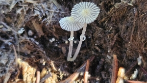  ( - FDS-CA-00449)  @11 [ ] by-nc (2024) Thea Chesney Fungal Diversity Survey