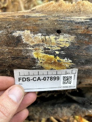  ( - FDS-CA-07899)  @11 [ ] by-nc (2024) Damon Tighe Fungal Diversity Survey
