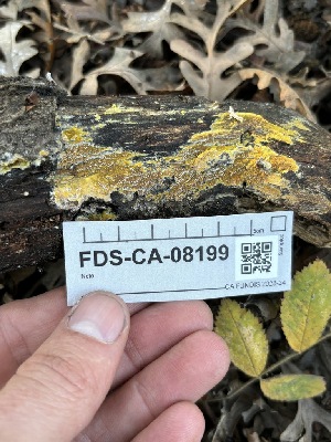  ( - FDS-CA-08199)  @11 [ ] by-nc (2024) Damon Tighe Fungal Diversity Survey