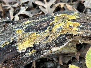  ( - FDS-CA-08199)  @11 [ ] by-nc (2024) Damon Tighe Fungal Diversity Survey