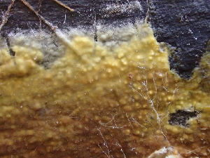  ( - FDS-CA-07899)  @11 [ ] by-nc (2024) Damon Tighe Fungal Diversity Survey