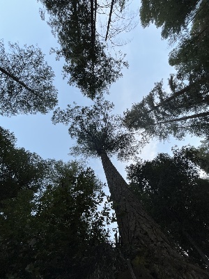  ( - FDS-CA-08570)  @11 [ ] by-nc (2024) Dean Lyons Fungal Diversity Survey