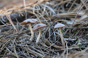  ( - FDS-CA-07552)  @11 [ ] c (2024) Marinna Grijalva Fungal Diversity Survey