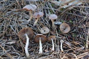  ( - FDS-CA-07552)  @11 [ ] c (2024) Marinna Grijalva Fungal Diversity Survey