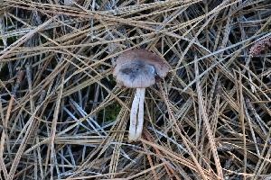  ( - FDS-CA-07552)  @11 [ ] c (2024) Marinna Grijalva Fungal Diversity Survey
