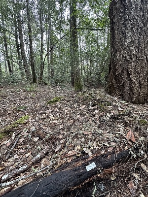 ( - FDS-CA-06518)  @11 [ ] by-nc (2024) Taye Bright Fungal Diversity Survey