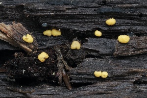  (Endogone - FDS-CA-06518)  @11 [ ] by-nc (2024) Taye Bright Fungal Diversity Survey