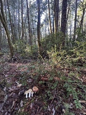  ( - FDS-CA-06522)  @11 [ ] by-nc (2024) Taye Bright Fungal Diversity Survey