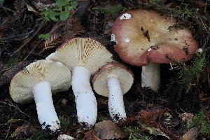  ( - FDS-CA-06522)  @11 [ ] by-nc (2024) Taye Bright Fungal Diversity Survey