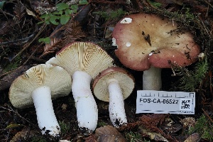  ( - FDS-CA-06522)  @11 [ ] by-nc (2024) Taye Bright Fungal Diversity Survey