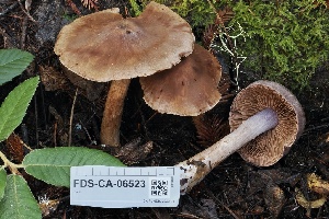  ( - FDS-CA-06523)  @11 [ ] by-nc (2024) Taye Bright Fungal Diversity Survey