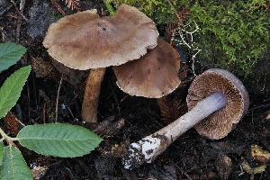  ( - FDS-CA-06523)  @11 [ ] by-nc (2024) Taye Bright Fungal Diversity Survey