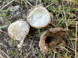  (Disciseda - FDS-CA-06529)  @11 [ ] by-nc (2024) Taye Bright Fungal Diversity Survey