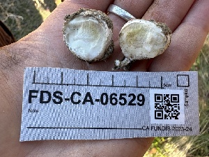  ( - FDS-CA-06529)  @11 [ ] by-nc (2024) Taye Bright Fungal Diversity Survey