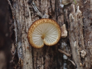  (Crepidotus sp. PNW05 - FDS-CA-08041)  @11 [ ] by (2024) Mandy Hackney Fungal Diversity Survey