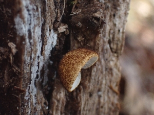  ( - FDS-CA-08041)  @11 [ ] by (2024) Mandy Hackney Fungal Diversity Survey