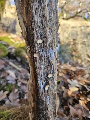  ( - FDS-CA-08041)  @11 [ ] by (2024) Mandy Hackney Fungal Diversity Survey