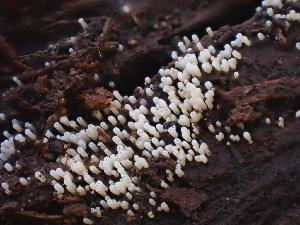  ( - FDS-CA-08032)  @11 [ ] by (2024) Mandy Hackney Fungal Diversity Survey