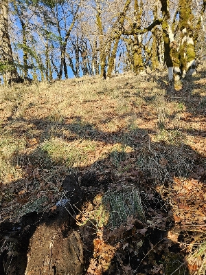  ( - FDS-CA-08032)  @11 [ ] by (2024) Mandy Hackney Fungal Diversity Survey