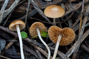  (Conobolbitina - FDS-CA-08528)  @11 [ ] by-nc (2024) Dean Lyons Fungal Diversity Survey
