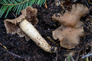  ( - FDS-CA-08583)  @11 [ ] by-nc (2024) Dean Lyons Fungal Diversity Survey