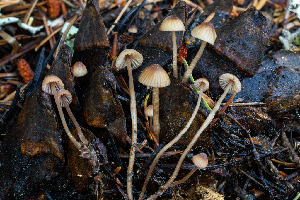  (Mycena sp. CA17 - FDS-CA-08578)  @11 [ ] by-nc (2024) Dean Lyons Fungal Diversity Survey