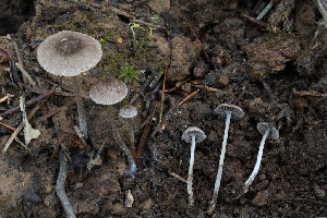  ( - FDS-CA-08570)  @11 [ ] by-nc (2024) Dean Lyons Fungal Diversity Survey