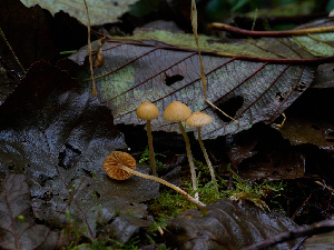  ( - FDS-CA-06648)  @11 [ ] by (2024) Justin Paulin Fungal Diversity Survey
