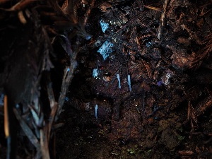  ( - FDS-CA-06650)  @11 [ ] by (2024) Justin Paulin Fungal Diversity Survey