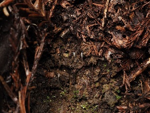  ( - FDS-CA-06650)  @11 [ ] by (2024) Justin Paulin Fungal Diversity Survey