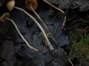  ( - FDS-CA-06648)  @11 [ ] by (2024) Justin Paulin Fungal Diversity Survey