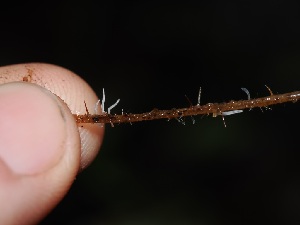  ( - FDS-CA-06646)  @11 [ ] by (2024) Justin Paulin Fungal Diversity Survey