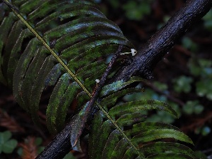  ( - FDS-CA-06653)  @11 [ ] by (2024) Justin Paulin Fungal Diversity Survey