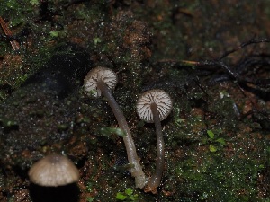  ( - FDS-CA-06657)  @11 [ ] by (2024) Justin Paulin Fungal Diversity Survey